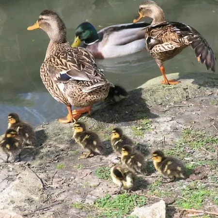 Ex Water Mill Le Ferriere Old Stone House 15th Century 公寓 利沃诺