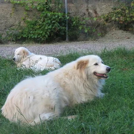 Ex Water Mill Le Ferriere Old Stone House 15th Century 公寓 利沃诺